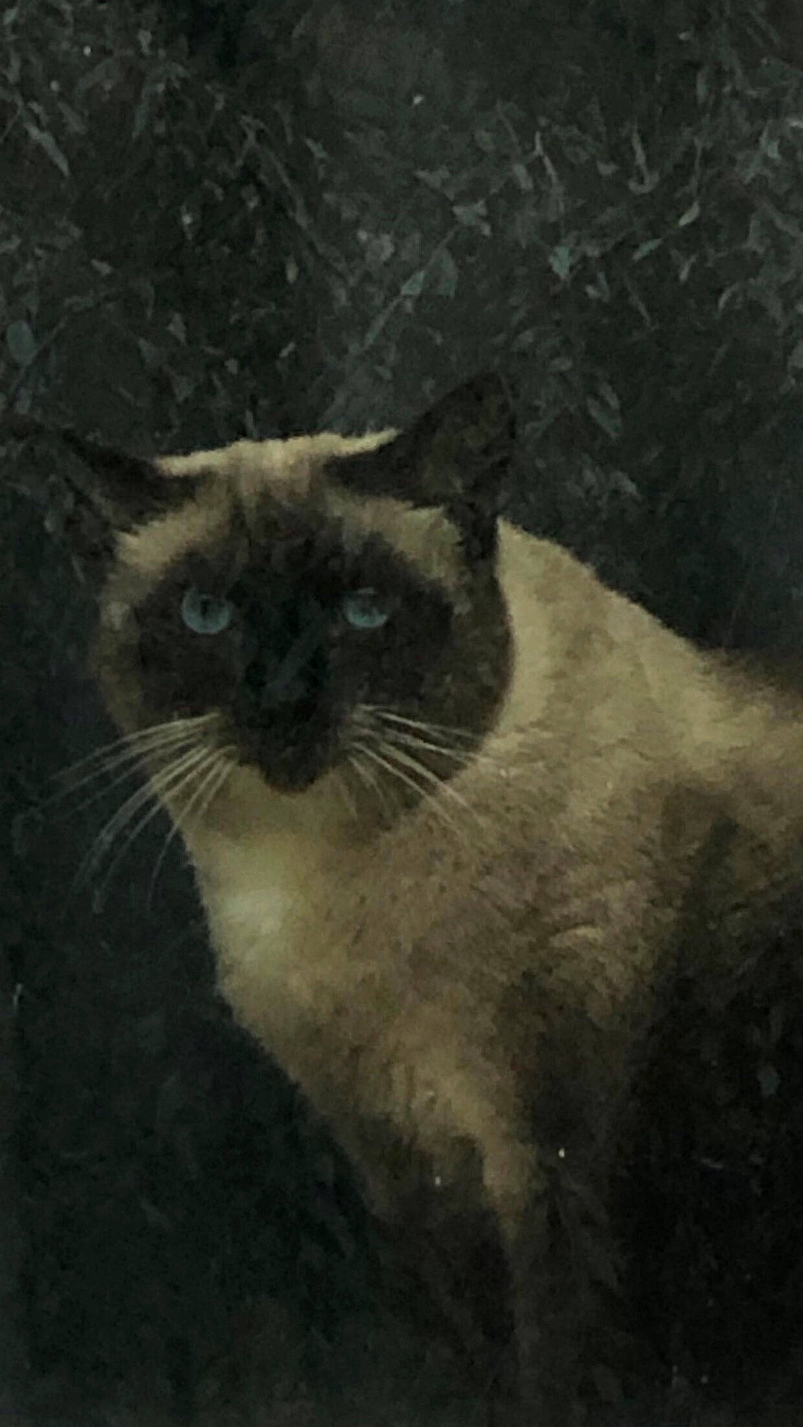 Jack is registered to the contest to win money with this photo: carnivore, cat, darkness, domestic_short_haired_cat, fawn, felidae, fur, grass, monochrome, monochrome_photography, siamese, small_to_medium_sized_cats, snout, tail, terrestrial_animal, thai, tints_and_shades, whiskers, wildlife, window