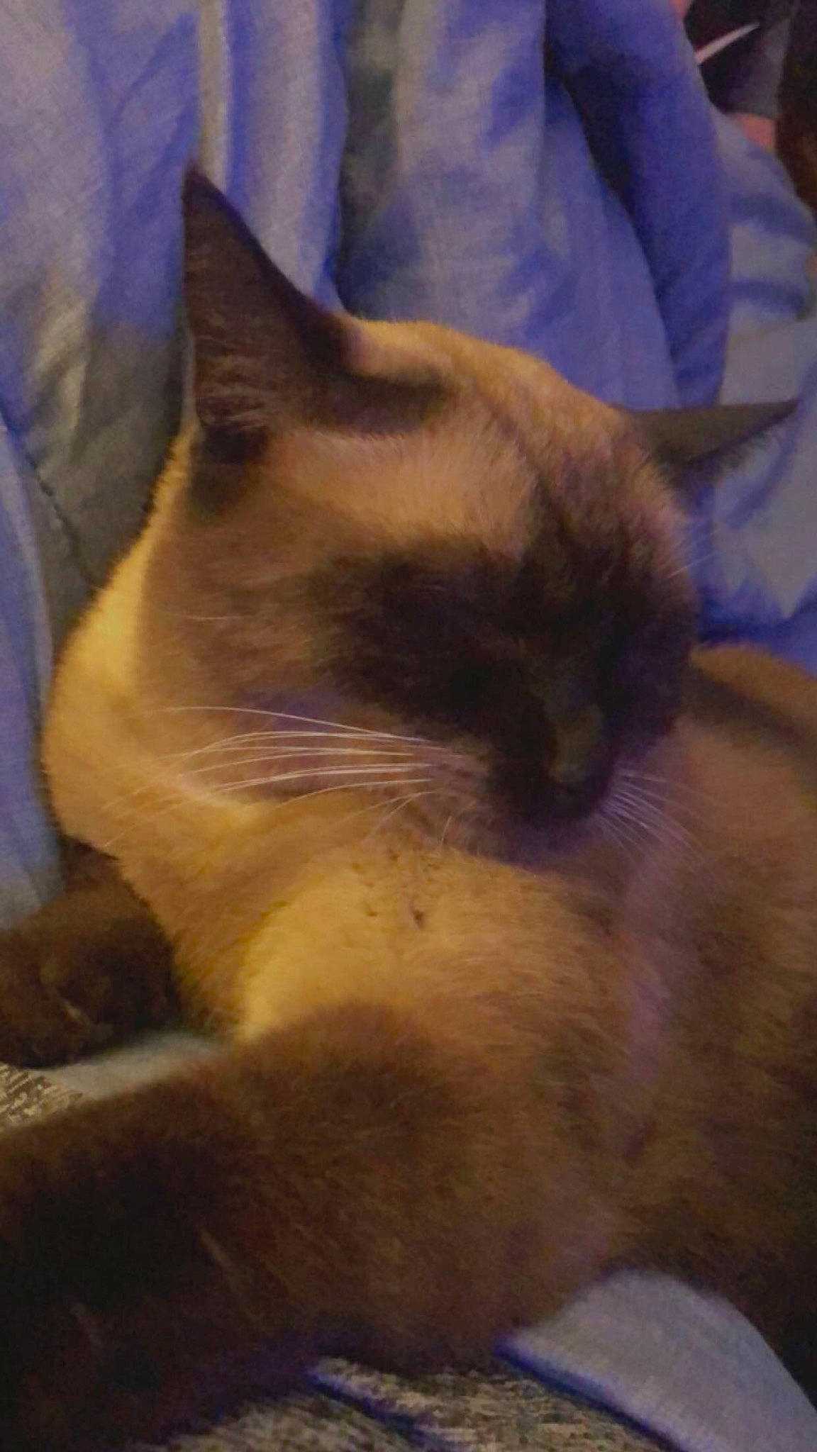 Jack joined the competition — help win amazing prizes! carnivore, cat, comfort, domestic_short_haired_cat, electric_blue, fawn, felidae, fur, nap, paw, siamese, sky, small_to_medium_sized_cats, snout, tail, terrestrial_animal, thai, whiskers, wildlife