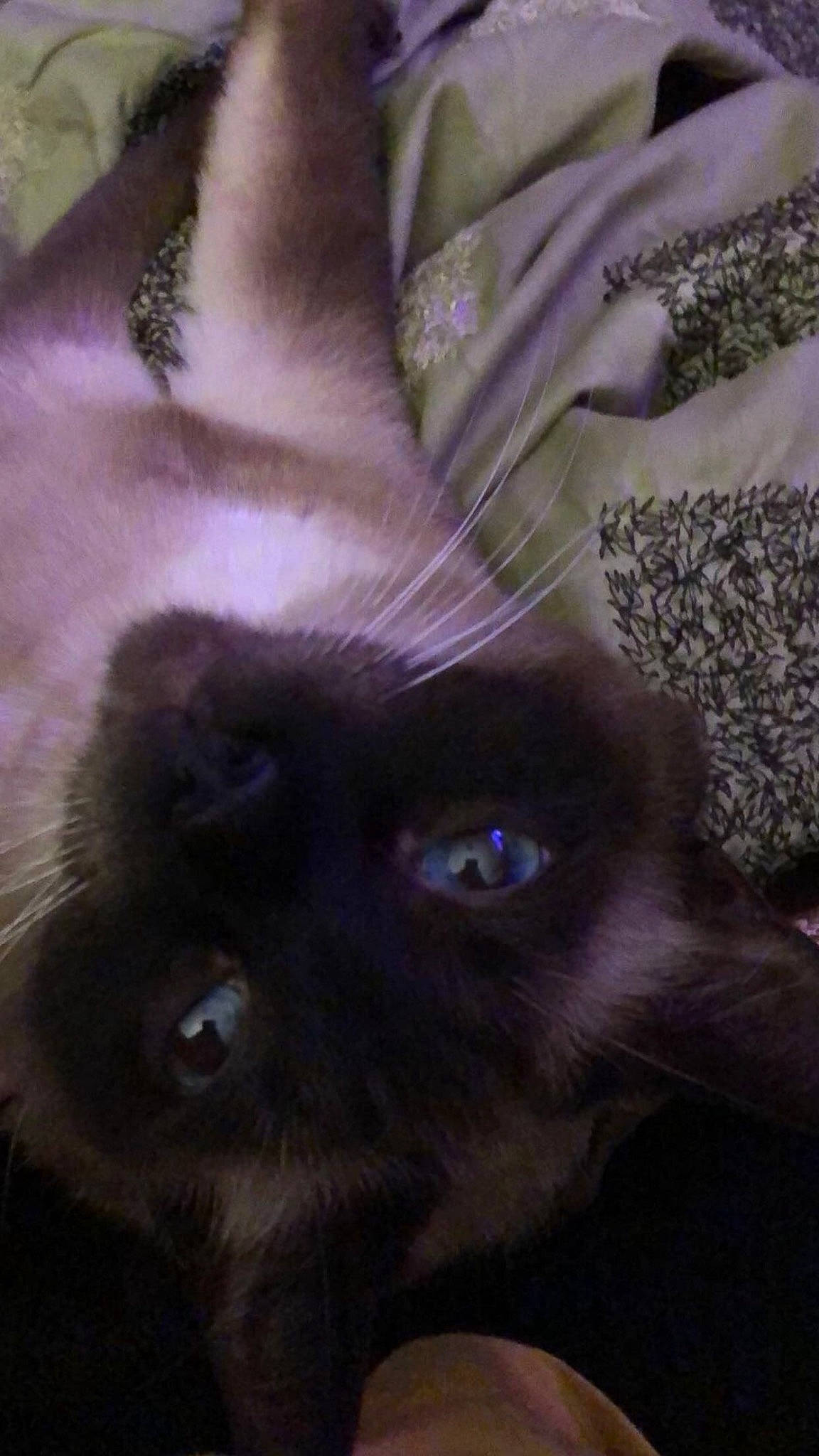 Jack joined the competition — help win amazing prizes! carnivore, cat, domestic_short_haired_cat, eyelash, fawn, felidae, fur, petal, plant, siamese, small_to_medium_sized_cats, snout, terrestrial_animal, whiskers