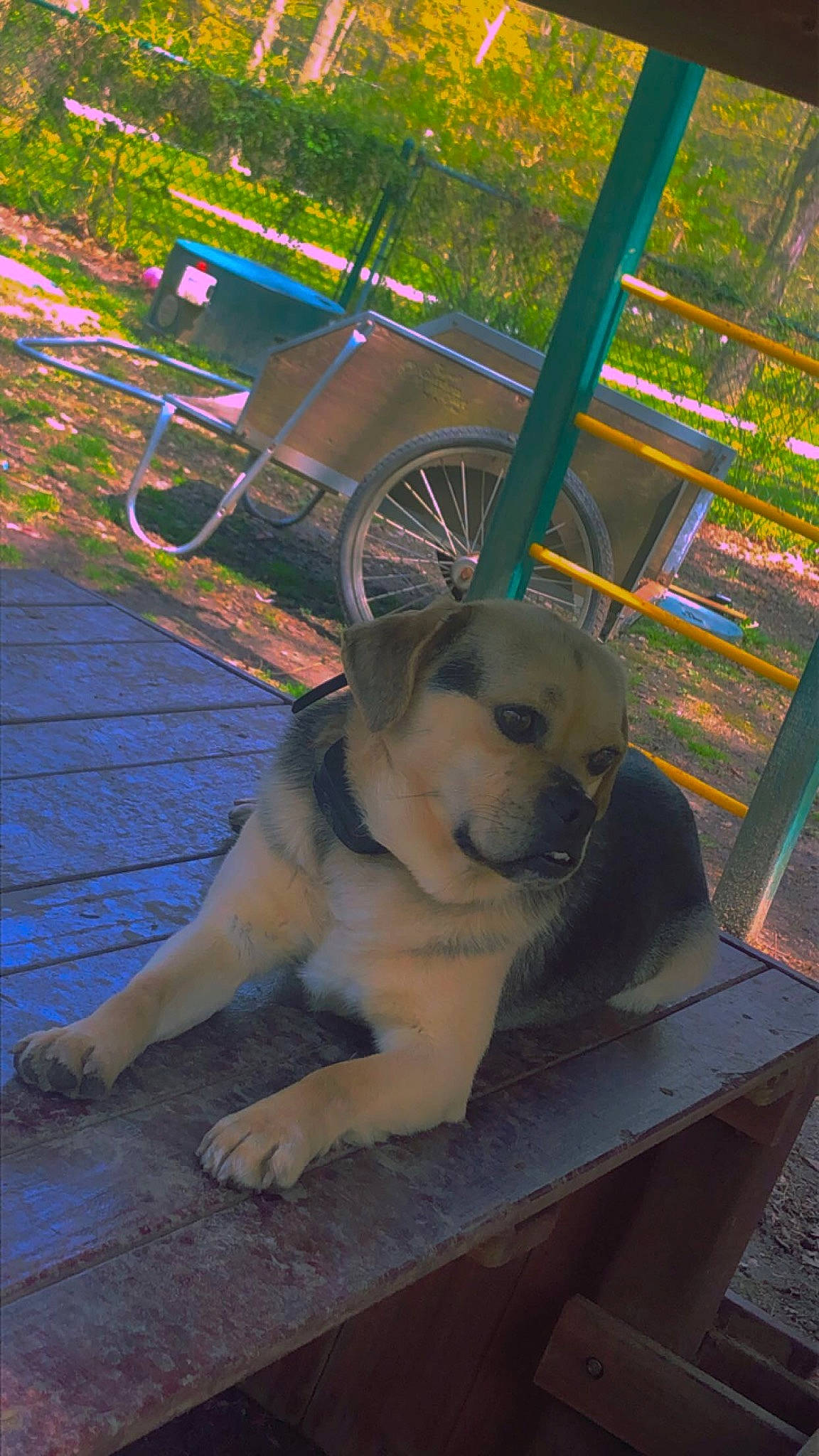 Max is registered to the contest to win money with this photo: automotive_lighting, carnivore, companion_dog, dog, dog_breed, fawn, flooring, grass, leisure, plant, recreation, road_surface, sidewalk, snout, sporting_group, table, tail, tire, tree, wheel