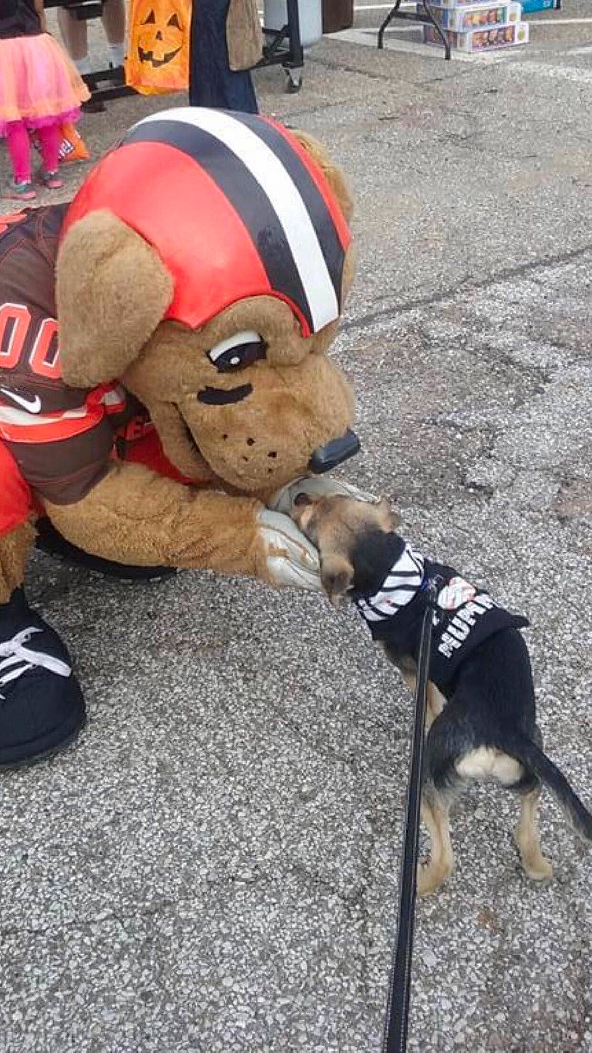 Max is registered to the contest to win money with this photo: carmine, companion_dog, dog, dog_breed, dog_supply, event, fur, hat, headgear, leash, mammal, mascot, pet_supply, plush, road_surface, sidewalk, snout, stuffed_toy, tail, vertebrate