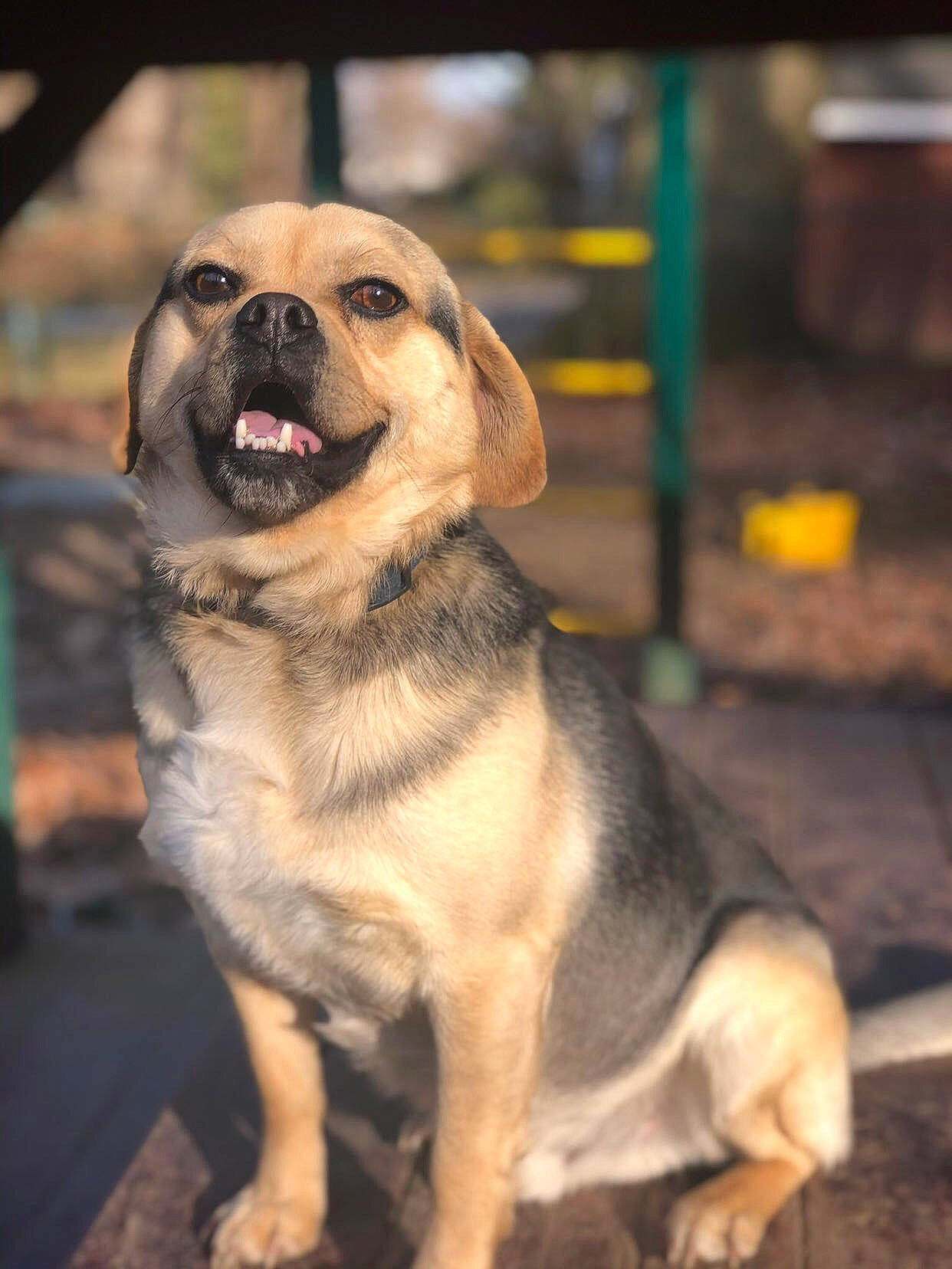 Max is registered to the contest to win money with this photo: ancient_dog_breeds, canidae, carnivore, companion_dog, dog, dog_breed, fawn, fur, paw, pet_supply, puppy, snout, sporting_group, terrestrial_animal, working_dog