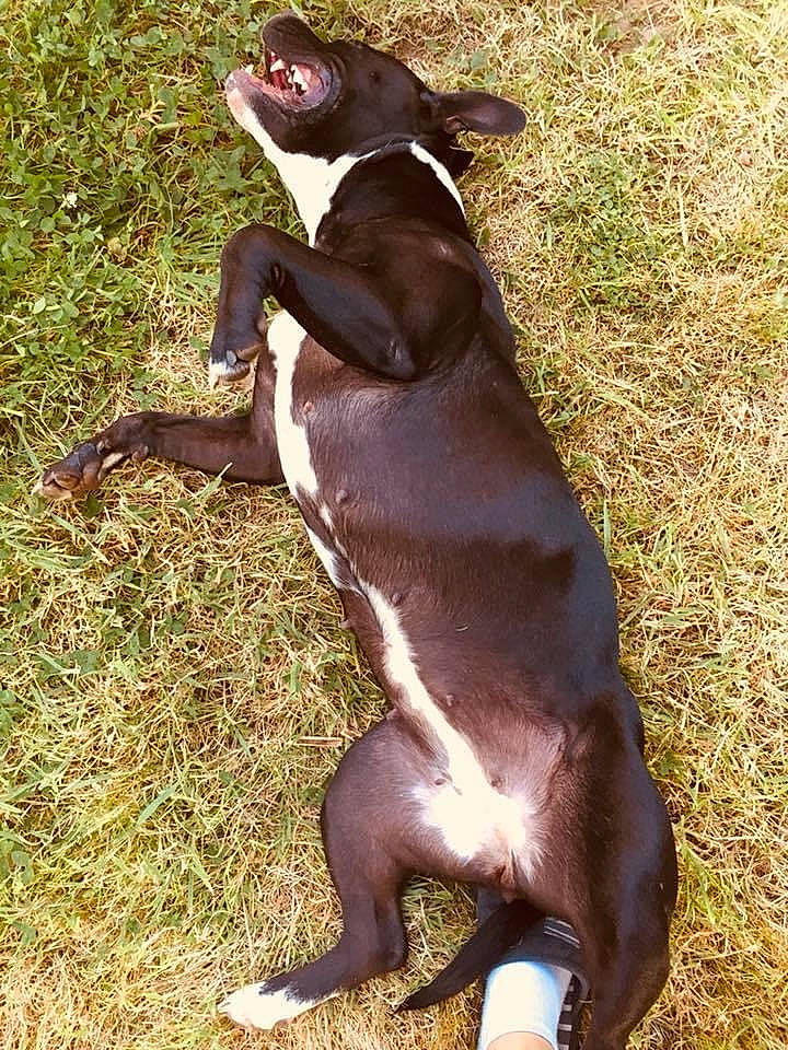 Era a rejoint le concours — aidez-le/la à gagner de superbes lots ! american_pit_bull_terrier, american_staffordshire_terrier, canidae, carnivore, dog, dog_breed, fawn, mammal, non_sporting_group, sporting_group, staffordshire_bull_terrier, vertebrate