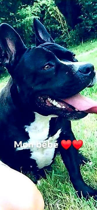 Era participe au concours pour gagner de l'argent avec cette photo : american_pit_bull_terrier, american_staffordshire_terrier, cane_corso, canidae, canis_panther, carnivore, collar, dog, dog_breed, dog_collar, labrador_retriever, mammal, non_sporting_group, pit_bull, rare_breed_dog, snout, sporting_group, staffordshire_bull_terrier, vertebrate