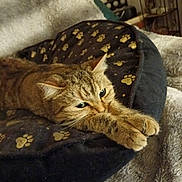 Dior a rejoint le concours — aidez-le/la à gagner de superbes lots ! cat, tabby, pet_bed, stretching, paws, indoor, feline, cozy, relaxed, animal, fur, whiskers, cute, sleepy, resting, bed, home, mammal, domestic_animal, comfort