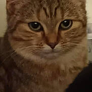 Dior participe au concours pour gagner de l'argent avec cette photo : animal, brown, cat, close_up, curious, cute, domestic_cat, ears, eyes, face, feline, fur, indoor, mammal, pet, portrait, soft_focus, striped, tabby, whiskers