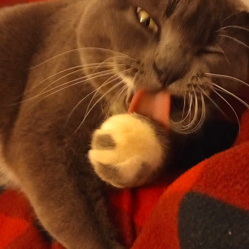 Luna