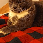 Luna joined the competition — help win amazing prizes! animal, black_checkered, blanket, cat, cozy, cute, ears, feline, fur, gray_cat, home, indoor, pet, red_blanket, relaxed, resting, sleepy, soft_light, whiskers, white_fur