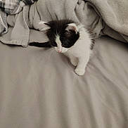 Lily is registered to the contest to win money with this photo: kitten, cat, black_and_white, pet, bed, blanket, soft, cozy, indoor, curious, small, animal, fur, whiskers, cute, young, exploring, feline, domestic, resting