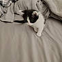 animal, bed, black_and_white, blanket, cat, cozy, curious, cute, domestic, exploring, feline, fur, indoor, kitten, pet, resting, small, soft, whiskers, young