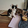 Lily is registered to the contest to win money with this photo: kitten, cat, black_and_white_cat, tabby_cat, table, wooden_table, cat_food, can, towel, indoor, pet, animal, feline, cute, feeding, domestic_cat, fur, whiskers, ears, floor