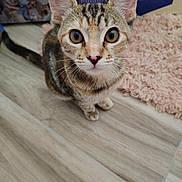 Rose is registered to the contest to win money with this photo: cat, kitten, tabby, pet, animal, floor, wooden_floor, indoor, fur, whiskers, ears, eyes, curious, cute, small, domestic_animal, mammal, pink_rug, book, background