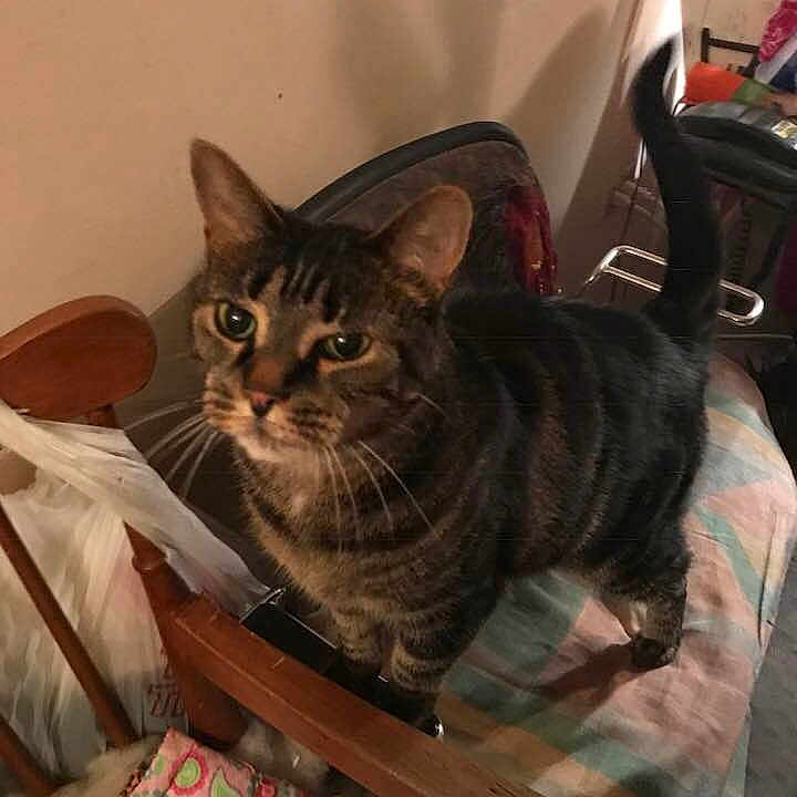 Sookie joined the competition — help win amazing prizes! american_shorthair, asian, california_spangled, carnivoran, cat, cat_like_mammal, devon_rex, domestic_short_haired_cat, dragon_li, european_shorthair, kitten, small_to_medium_sized_cats, tabby_cat, whiskers