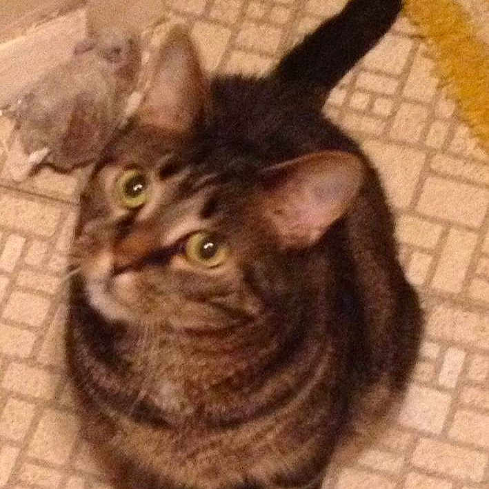 Sookie