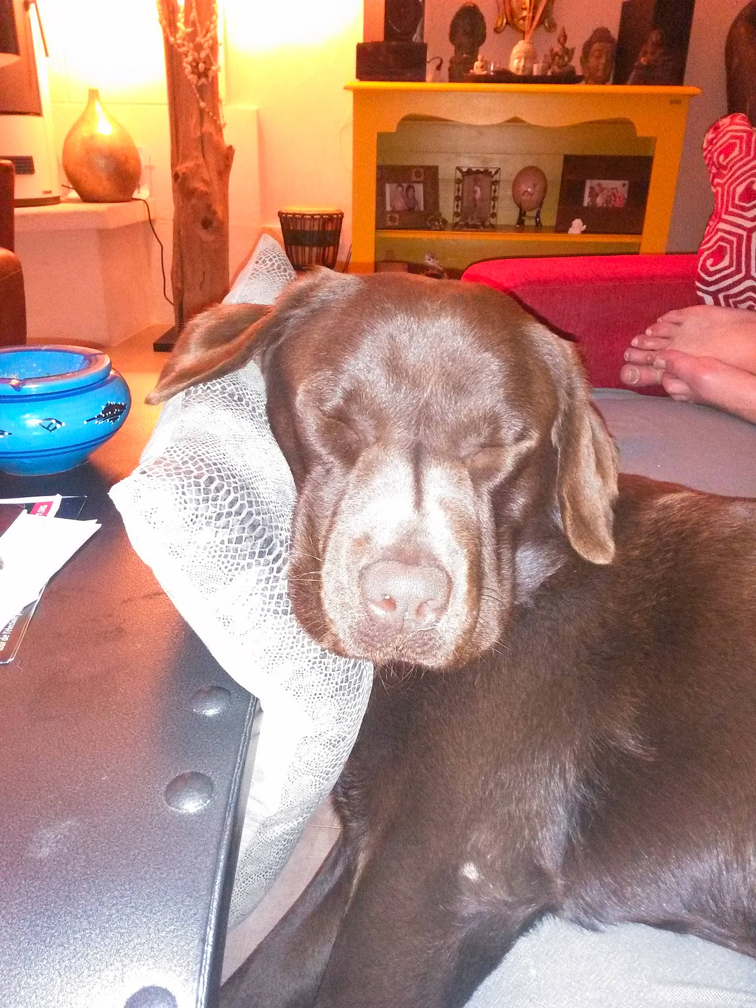 Gino a rejoint le concours — aidez-le/la à gagner de superbes lots ! beagador, canidae, carnivore, dog, dog_breed, ear, fawn, german_shorthaired_pointer, great_dane, labrador_retriever, liver, mammal, pointer, pointing_breed, retriever, snout, sporting_group, vizsla, weimaraner