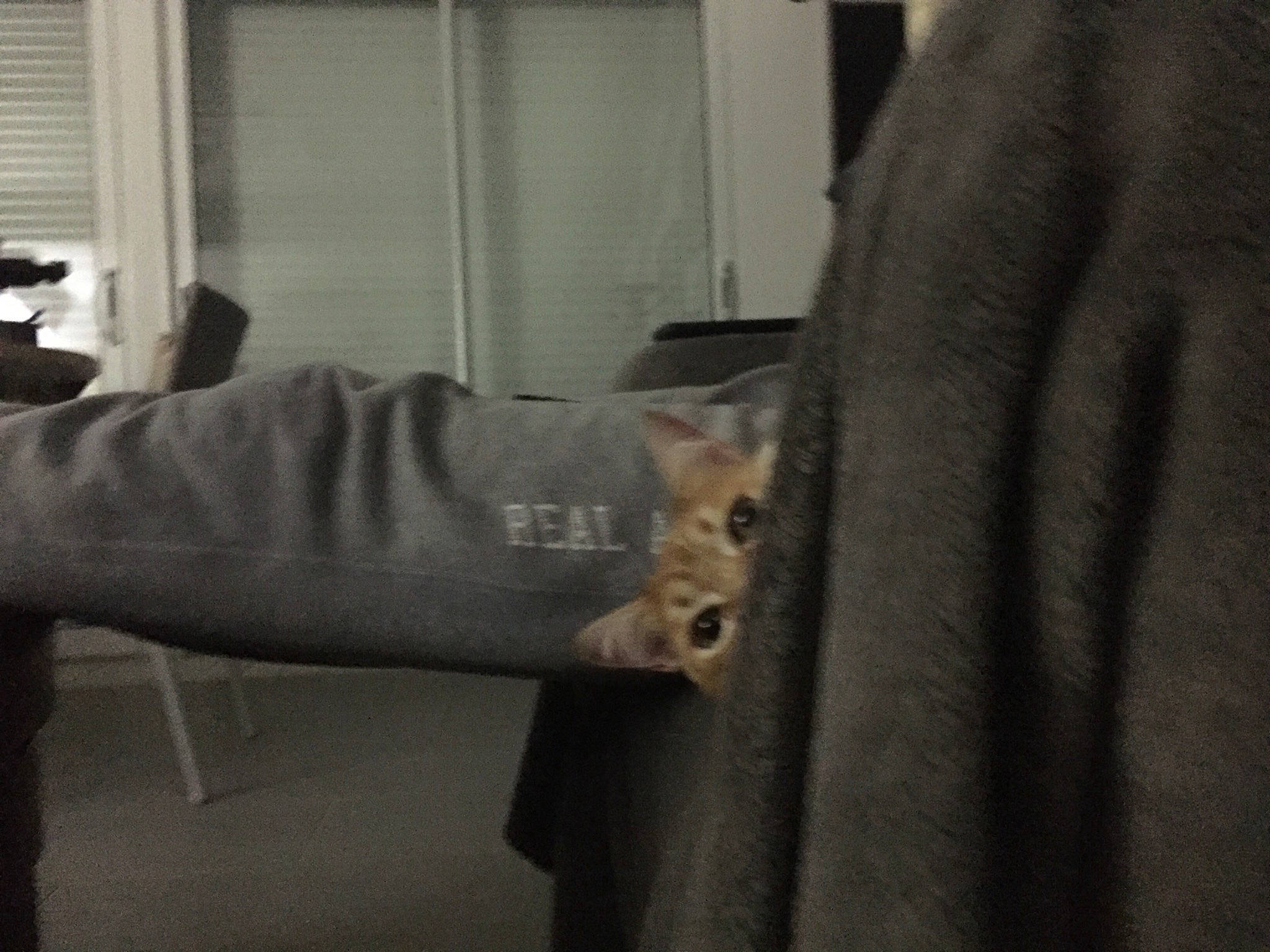 Aloha a rejoint le concours — aidez-le/la à gagner de superbes lots ! carnivore, cat, comfort, companion_dog, dog_breed, domestic_short_haired_cat, elbow, fawn, felidae, flooring, fur, grey, human_leg, room, sleeve, small_to_medium_sized_cats, tail, trunk, whiskers, wood