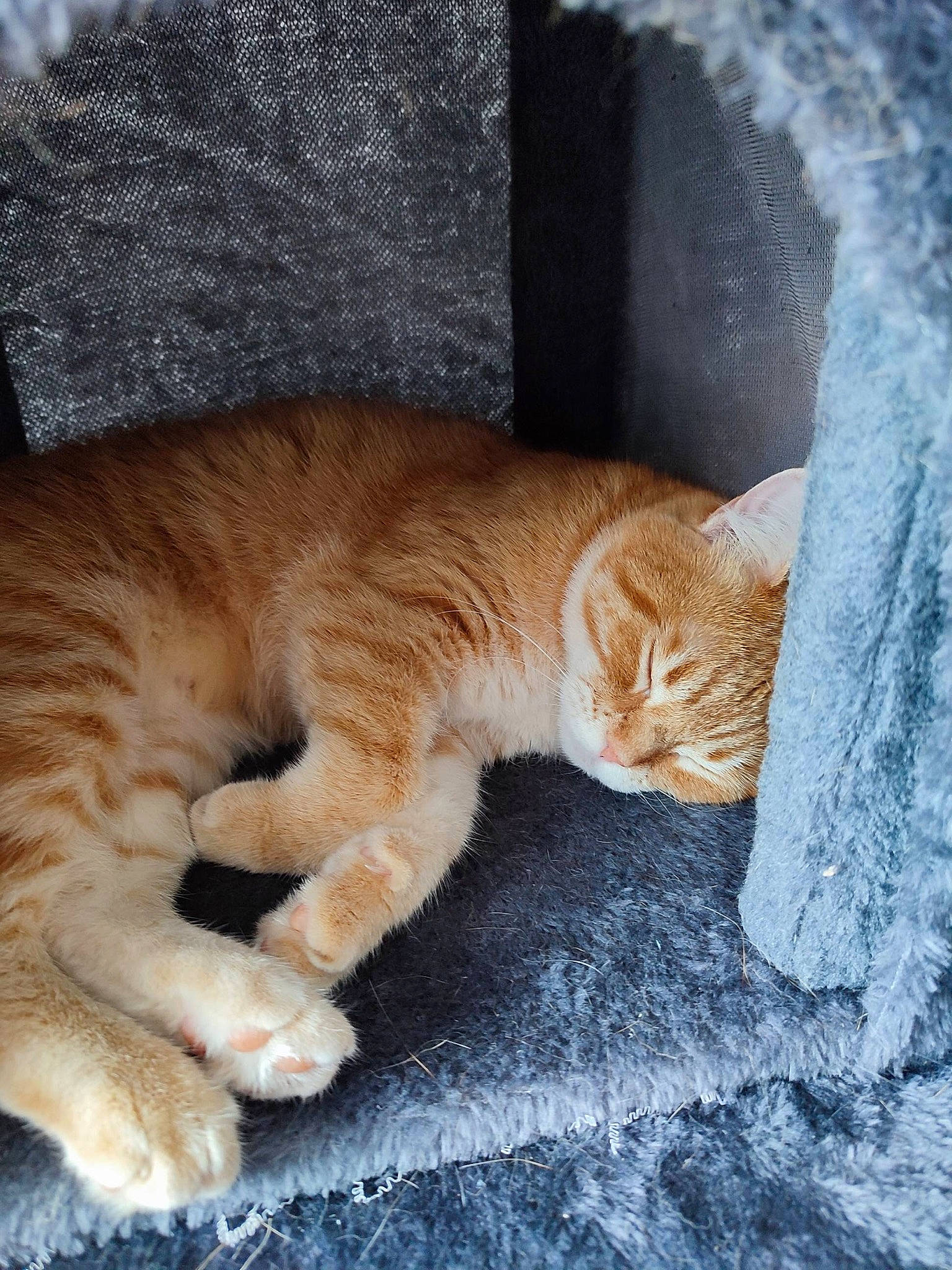 Aloha a rejoint le concours — aidez-le/la à gagner de superbes lots ! carnivore, cat, cat_supply, claw, comfort, domestic_short_haired_cat, fawn, felidae, foot, fur, linens, nap, paw, small_to_medium_sized_cats, snout, tail, terrestrial_animal, tree, whiskers, wood