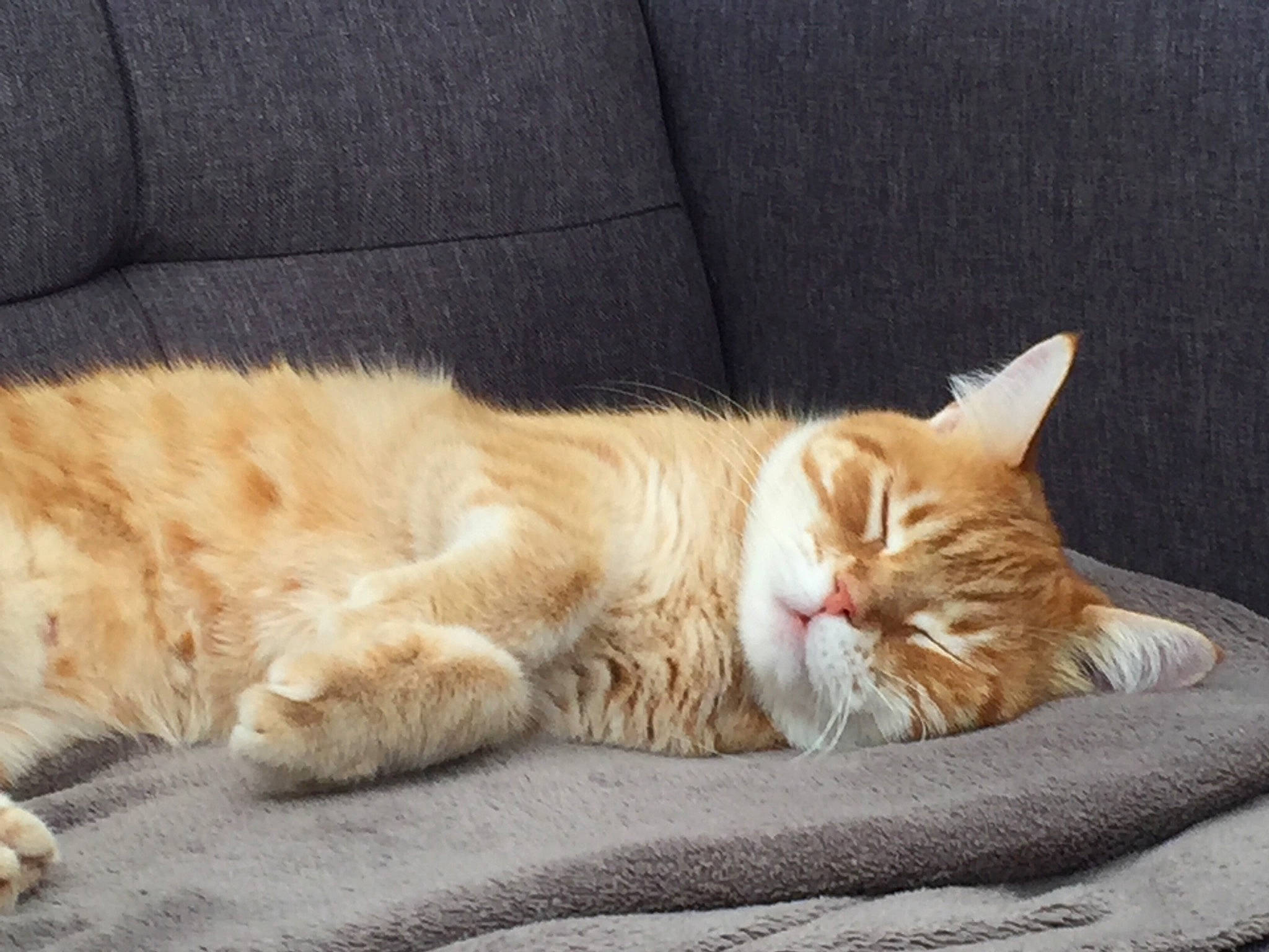 Aloha participe au concours pour gagner de l'argent avec cette photo : carnivore, cat, cat_supply, claw, comfort, couch, domestic_short_haired_cat, eye, fawn, felidae, fur, nap, paw, sitting, small_to_medium_sized_cats, snout, tail, terrestrial_animal, tree, whiskers