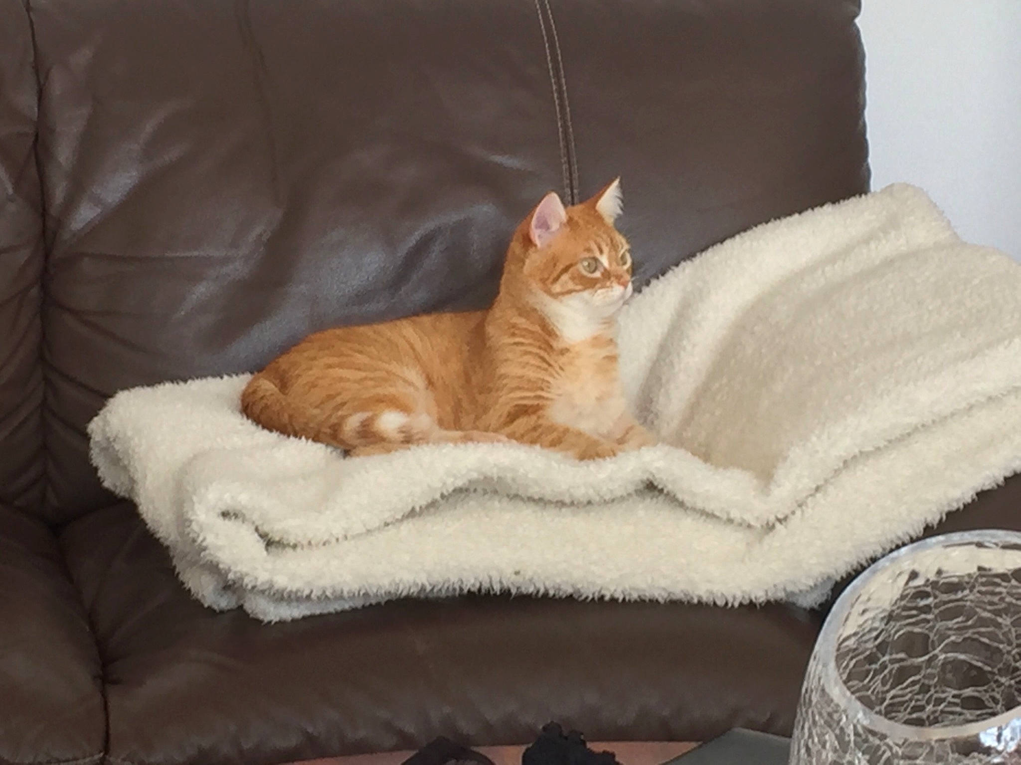 Aloha participe au concours pour gagner de l'argent avec cette photo : bed, bedding, carnivore, cat, cat_bed, cat_supply, comfort, couch, domestic_short_haired_cat, fawn, felidae, fur, linens, paw, room, small_to_medium_sized_cats, tail, textile, whiskers, wood