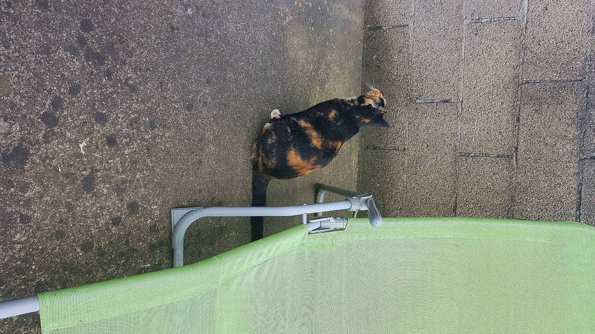 Mystie a rejoint le concours — aidez-le/la à gagner de superbes lots ! artificial_turf, asphalt, canidae, carnivore, felidae, fun, grass, landscape, leisure, mammal, plant, recreation, shade, shadow, small_to_medium_sized_cats, soil, tail, terrestrial_animal, tints_and_shades, wildlife