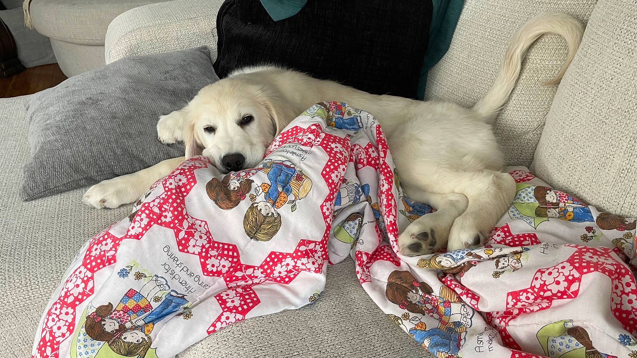 Paislie joined the competition — help win amazing prizes! canidae, carnivore, comfort, companion_dog, couch, dog, dog_breed, dog_supply, fawn, flooring, fur, linens, mammal, nap, pet_supply, pillow, retriever, snout, sporting_group, working_animal