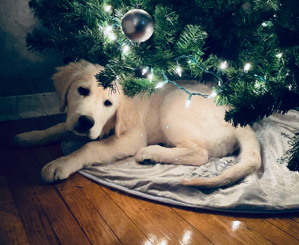Paislie joined the competition — help win amazing prizes! carnivore, christmas_decoration, christmas_ornament, christmas_tree, cloud, companion_dog, dog, dog_breed, event, fawn, happy, holiday, mammal, paw, plant, sky, snout, tree, whiskers, wood