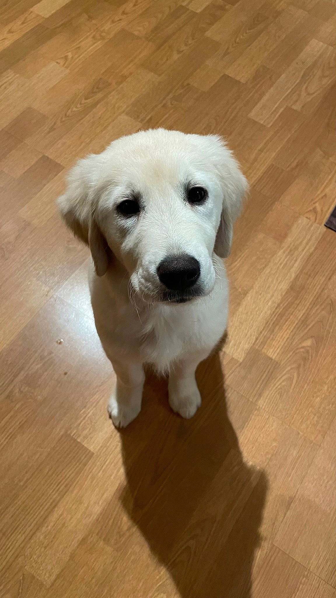 Paislie is registered to the contest to win money with this photo: canidae, carnivore, companion_dog, dog, dog_breed, fawn, flooring, fur, hardwood, laminate_flooring, pet_supply, plank, snout, sporting_group, toy_dog, varnish, wood, wood_flooring, wood_stain, working_animal