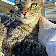 Tessi is registered to the contest to win money with this photo: cat, tabby, close_up, pet, hand, outdoor, sunlight, blue_sky, house, feline, whiskers, fur, relaxed, animal, domestic_cat, daylight, resting, portrait, paw, comfort