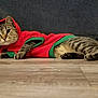 Tessi is registered to the contest to win money with this photo: cat, tabby, animal, pet, indoor, floor, wooden_floor, clothing, hoodie, red_hoodie, reindeer_antlers, costume, cute, feline, laying_down, looking_at_camera, whiskers, ears, tail, domestic