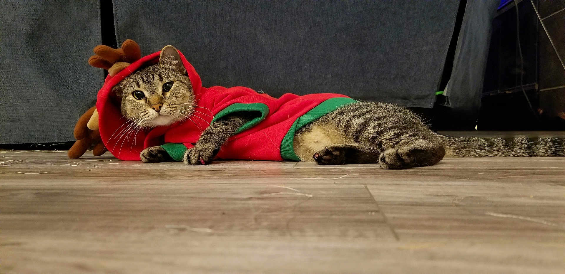 Tessi is registered to the contest to win money with this photo: cat, tabby, animal, pet, indoor, floor, wooden_floor, clothing, hoodie, red_hoodie, reindeer_antlers, costume, cute, feline, laying_down, looking_at_camera, whiskers, ears, tail, domestic