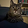 Tessi is registered to the contest to win money with this photo: cat, tabby, pets, animal, indoor, feline, resting, bookshelf, books, shelf, domestic_cat, whiskers, ears, fur, closeup, home, relaxed, curious, portrait, living_room