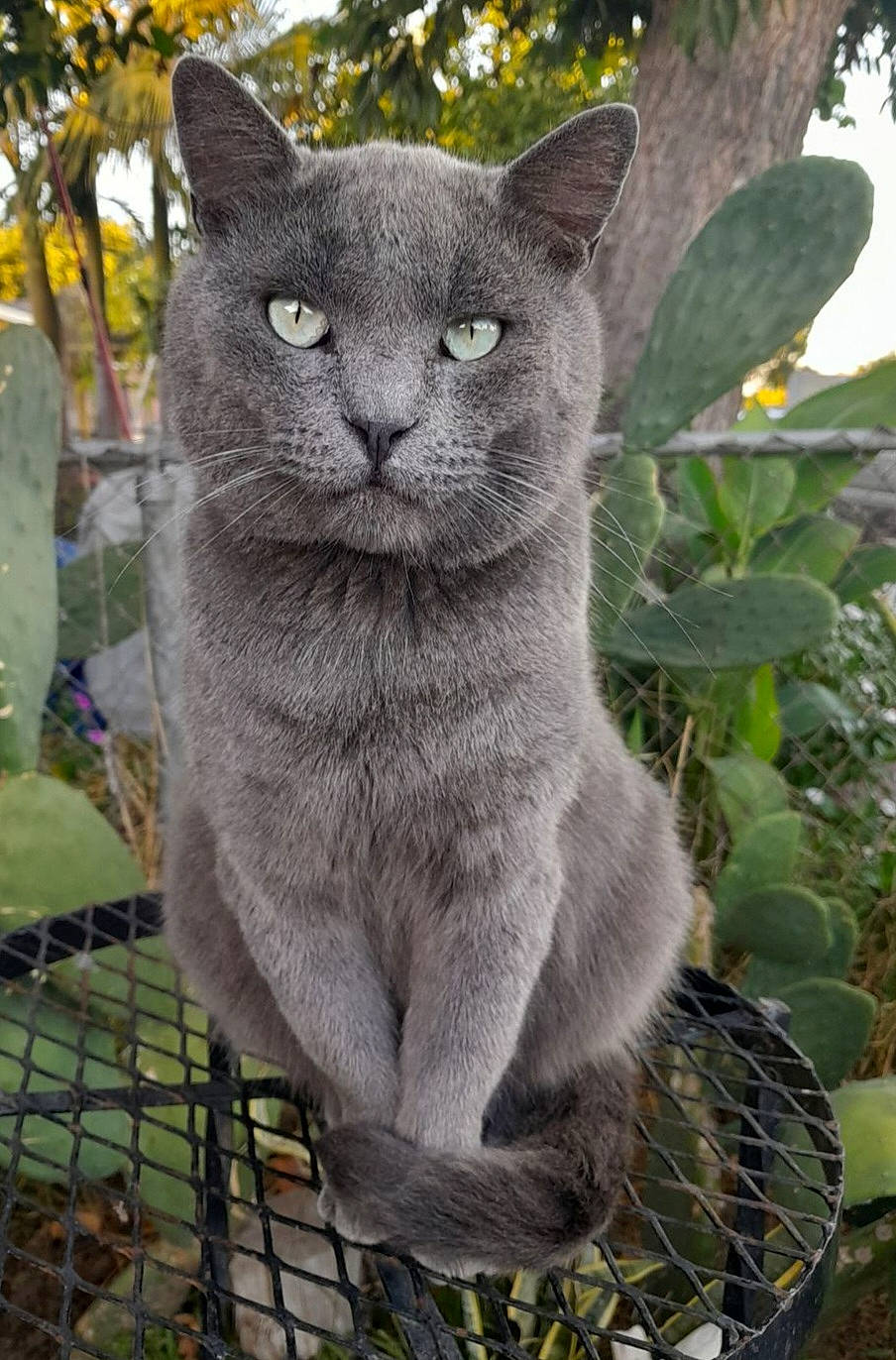 Charcoal joined the competition — help win amazing prizes! carnivore, cat, domestic_short_haired_cat, felidae, fur, grey, groundcover, mesh, plant, russian_blue, small_to_medium_sized_cats, snout, tail, terrestrial_animal, tree, whiskers