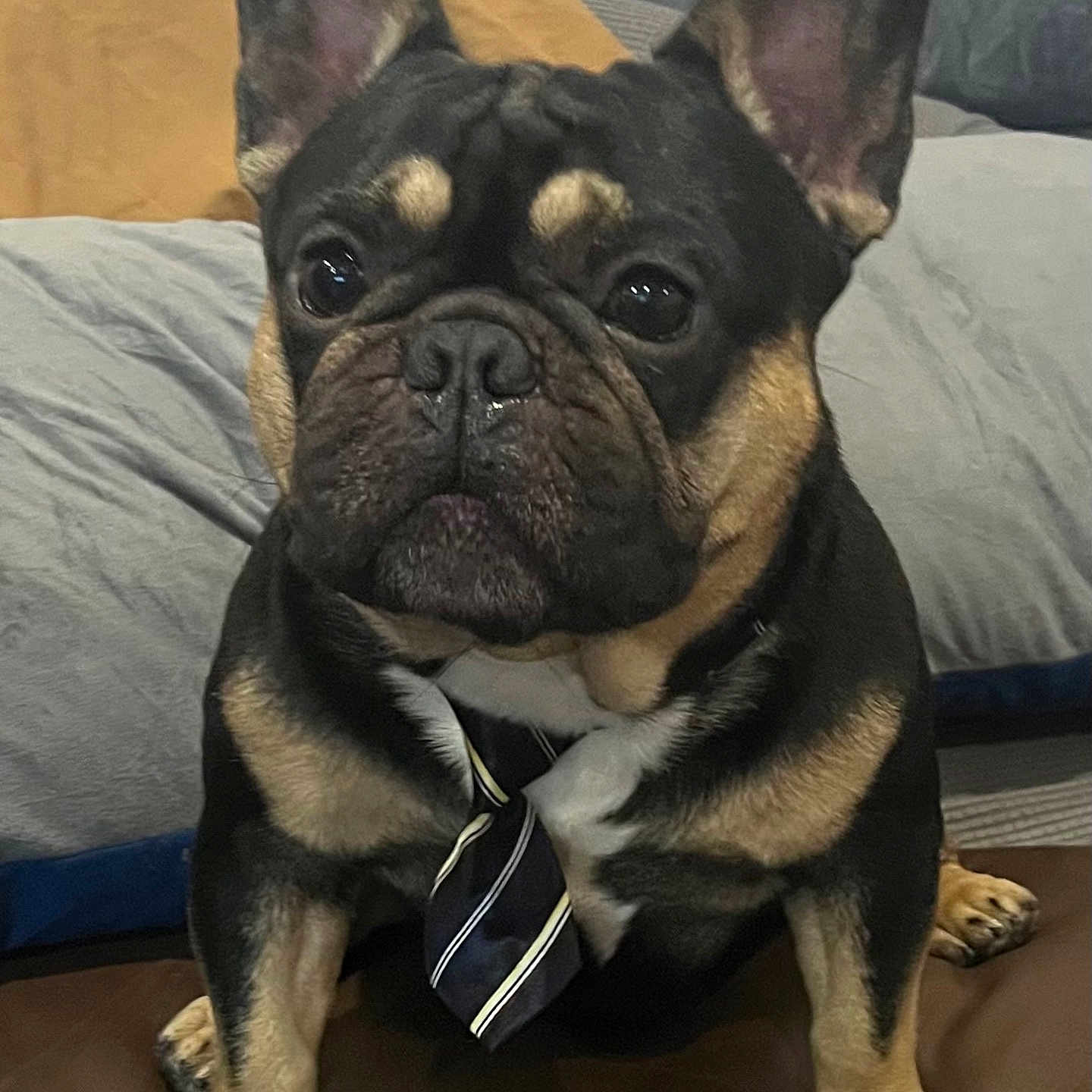 Buki joined the competition — help win amazing prizes! animal, animal_portrait, black, brown, closeup, couch, cute, dog, domestic, ears, face, french_bulldog, fur, indoor, paw, pet, portrait, sitting, tie, white