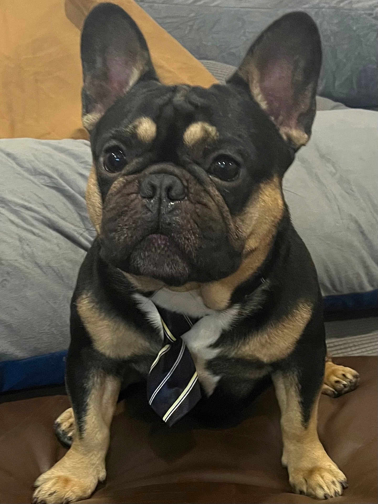 Buki joined the competition — help win amazing prizes! french_bulldog, dog, pet, tie, couch, indoor, animal, sitting, brown, black, white, ears, face, paw, fur, cute, domestic, closeup, portrait, animal_portrait