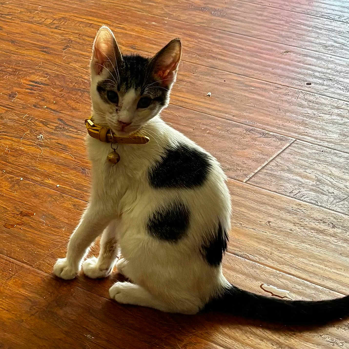 Domino is registered to the contest to win money with this photo: cat, kitten, black_and_white, sitting, collar, bell, wooden_floor, indoors, pet, animal, feline, long_tail, upright_ears, whiskers, portrait, sunlight, flooring, domestic_cat, cute, photography