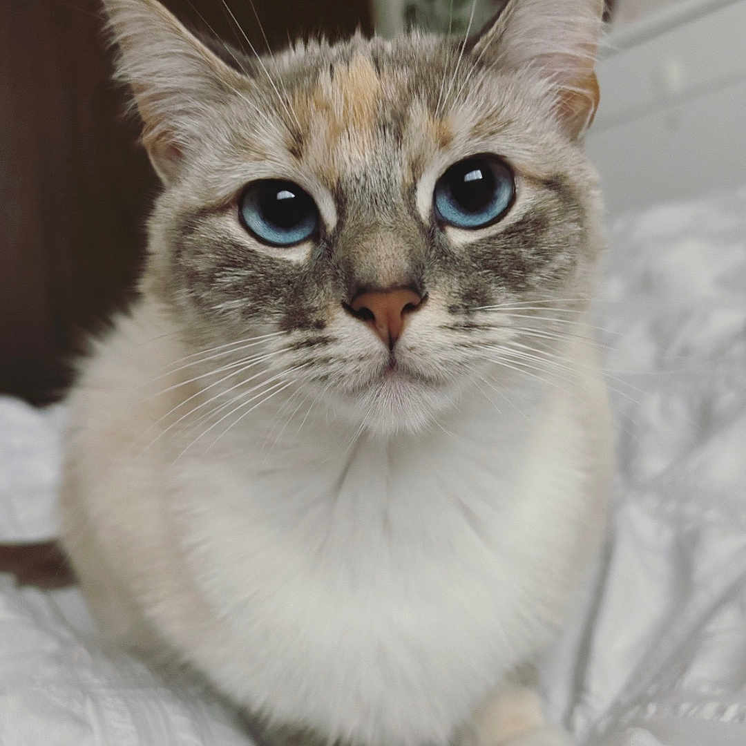 Coco joined the competition — help win amazing prizes! animal, background_blur, blue_eyes, cat, close_up, cozy, cute, domestic_cat, ears, feline, fluffy, fur, home, indoor, pet, portrait, sitting, soft_light, whiskers, white_blanket