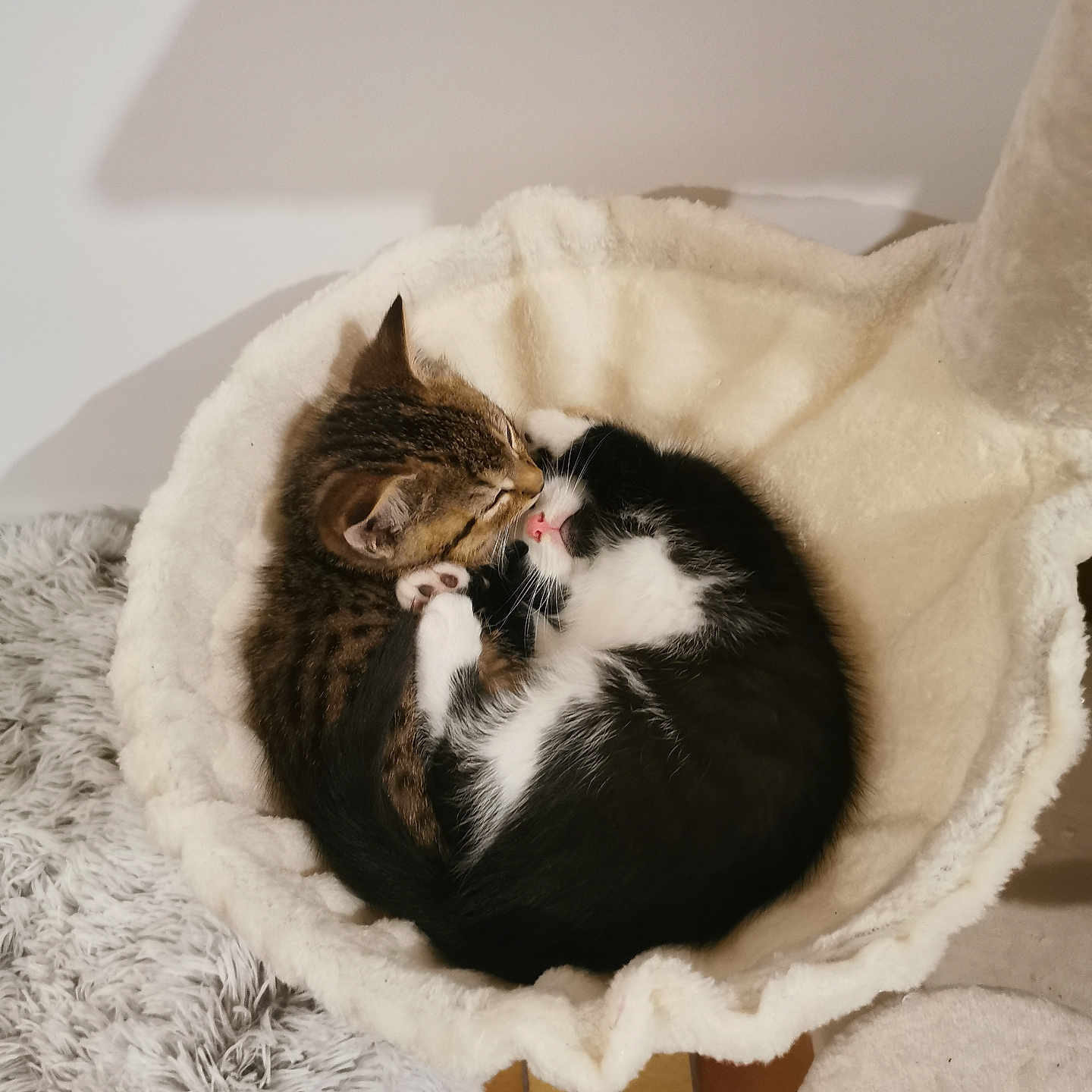 Wally Et Willow participe au concours pour gagner de l'argent avec cette photo : abyssinian, animal, armchair, basket, bed, blanket, cat, chair, couch, cradle, furniture, hardwood, homedecor, kitten, manx, person, pet, siamese, sleeping, wood
