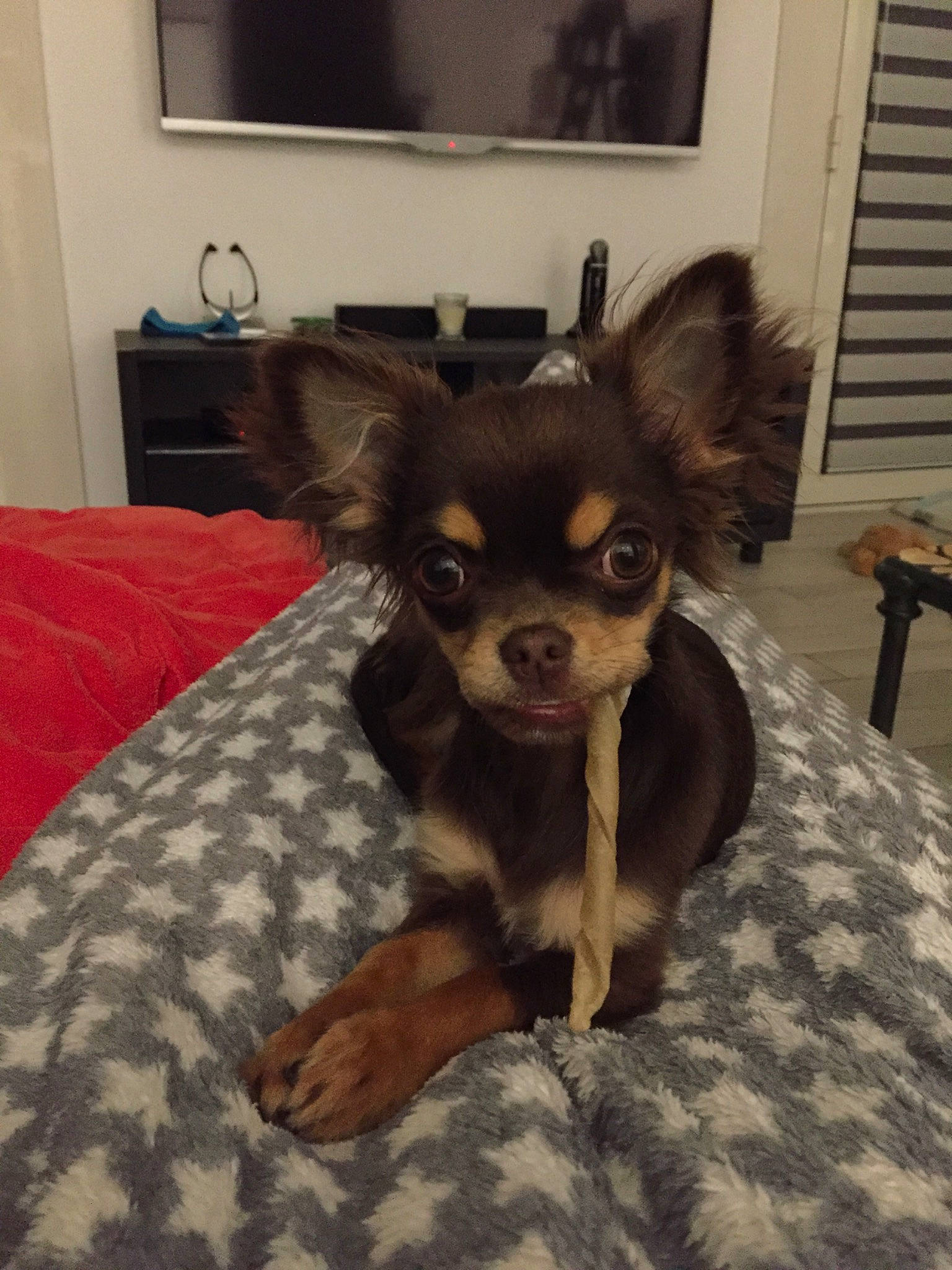 Maïs a rejoint le concours — aidez-le/la à gagner de superbes lots ! canidae, carnivore, chihuahua, companion_dog, dog, dog_breed, fawn, mammal, puppy, russkiy_toy, snout, sporting_group, terrier, toy_dog