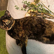 Tilly is registered to the contest to win money with this photo: cat, tortoiseshell, pet, animal, feline, indoor, blanket, dried_flowers, green_rug, wooden_floor, resting, curious, fur, whiskers, ears, eyes, pattern, texture, cozy, relaxed