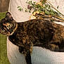 cat, tortoiseshell, pet, animal, feline, indoor, blanket, dried_flowers, green_rug, wooden_floor, resting, curious, fur, whiskers, ears, eyes, pattern, texture, cozy, relaxed