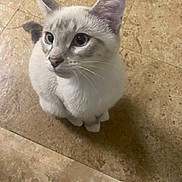 Tigger joined the competition — help win amazing prizes! cat, animal, pet, blue_eyes, fur, whiskers, ears, floor, tile, indoor, looking_up, curious, sitting, mammal, cute, domestic, feline, young_cat, closeup, alert
