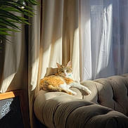 Aoki is registered to the contest to win money with this photo: cat, orange_cat, white_cat, pet, animal, feline, sitting, lounging, sofa, couch, living_room, curtains, sunlight, window, houseplant, indoors, home, portrait, relaxed, tabby