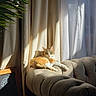 cat, orange_cat, white_cat, pet, animal, feline, sitting, lounging, sofa, couch, living_room, curtains, sunlight, window, houseplant, indoors, home, portrait, relaxed, tabby