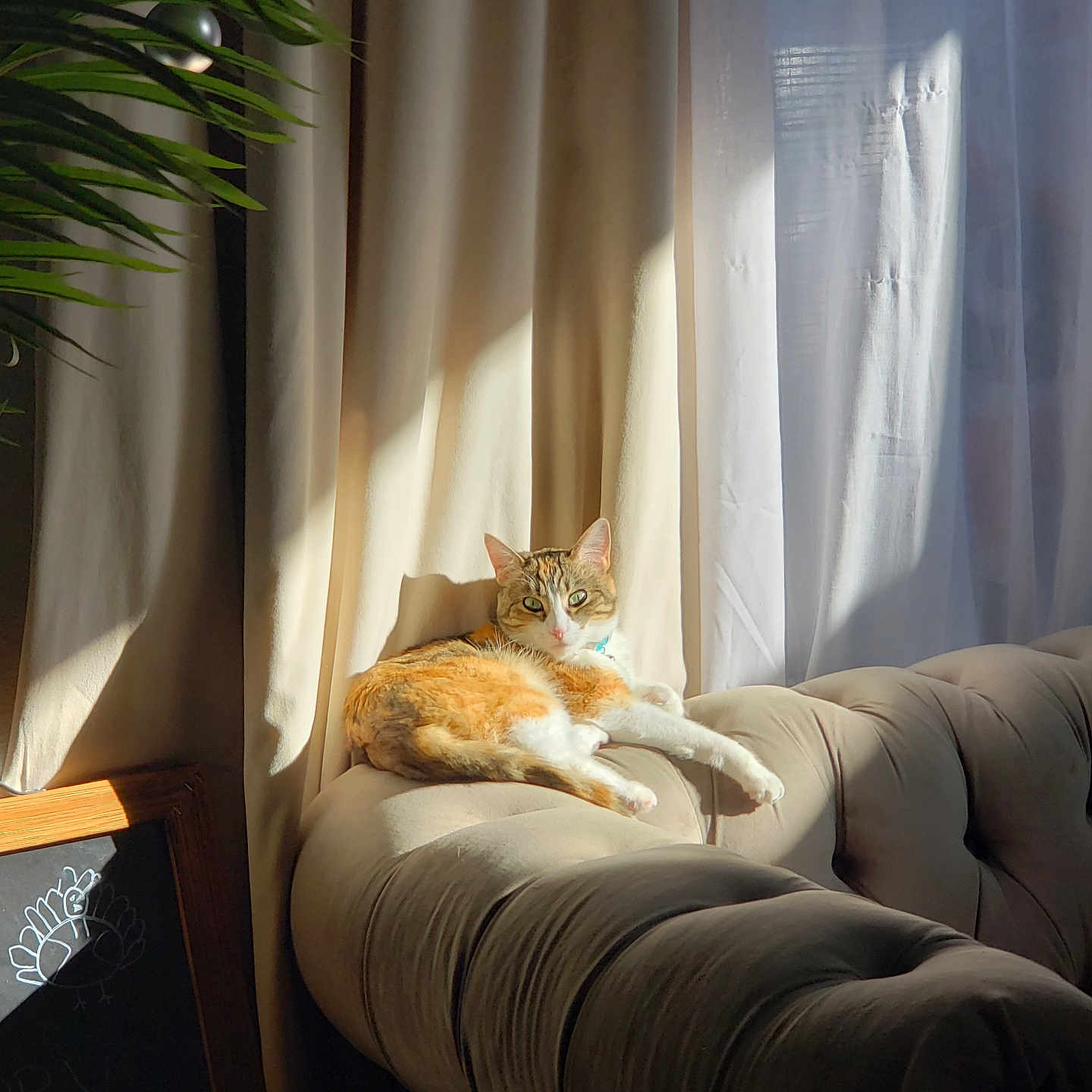Aoki is registered to the contest to win money with this photo: cat, orange_cat, white_cat, pet, animal, feline, sitting, lounging, sofa, couch, living_room, curtains, sunlight, window, houseplant, indoors, home, portrait, relaxed, tabby