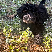 Cinder joined the competition — help win amazing prizes! dog, puppy, black_fur, fluffy, curly_fur, sitting, outdoors, garden, wildflowers, plants, nature, soil, sunlight, portrait, pet, animal, looking_at_camera, tail, small_dog, ground
