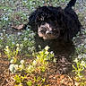 dog, puppy, black_fur, fluffy, curly_fur, sitting, outdoors, garden, wildflowers, plants, nature, soil, sunlight, portrait, pet, animal, looking_at_camera, tail, small_dog, ground