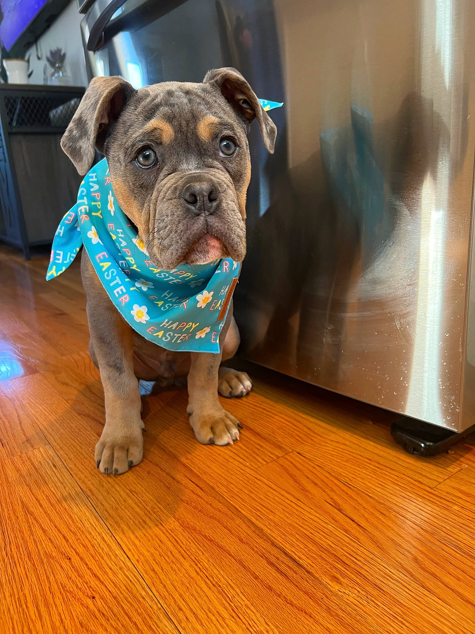 Rooster is registered to the contest to win money with this photo: bulldog, canidae, carnivore, collar, companion_dog, dog, dog_breed, dog_collar, electric_blue, fawn, flooring, hardwood, laminate_flooring, pet_supply, snout, window, wood, wood_flooring, working_animal, wrinkle