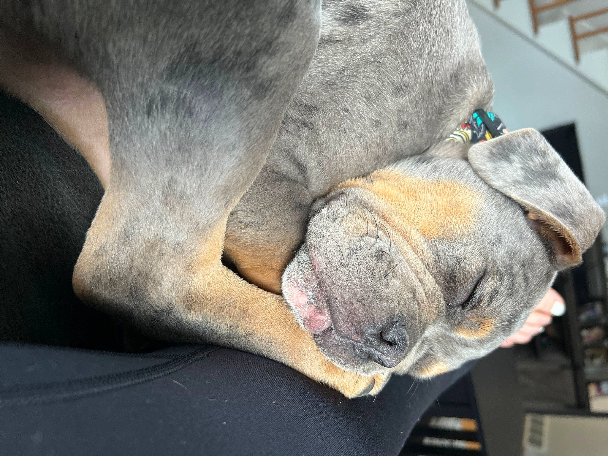 Rooster is registered to the contest to win money with this photo: canidae, carnivore, comfort, companion_dog, dog, dog_breed, fawn, foot, fur, gesture, grey, human_leg, leg, nail, snout, sporting_group, toe, whiskers, working_animal, wrinkle