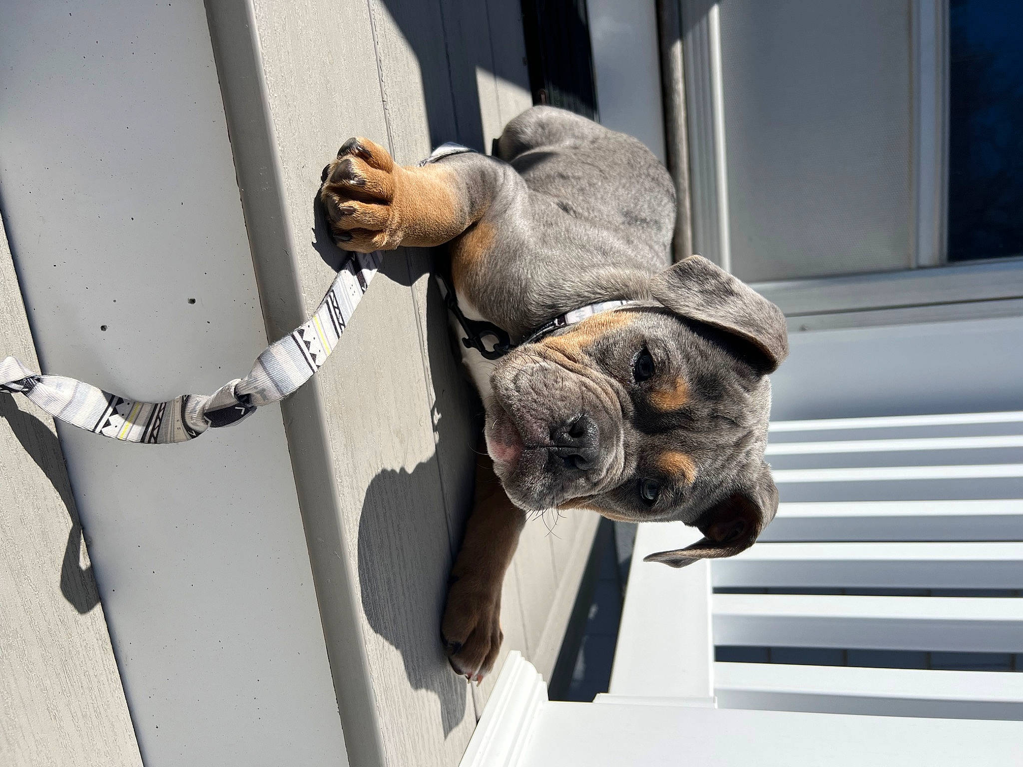 Rooster joined the competition — help win amazing prizes! canidae, carnivore, collar, companion_dog, dog, dog_breed, dog_collar, fawn, fur, gesture, metal, snout, sporting_group, working_animal, wrinkle