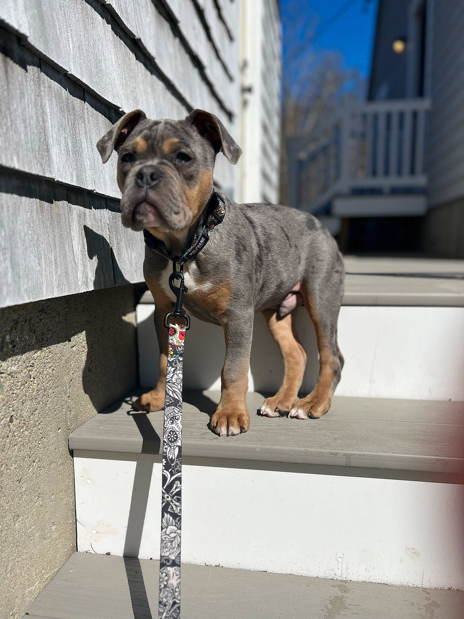 Rooster is registered to the contest to win money with this photo: building, canidae, carnivore, collar, companion_dog, dog, dog_breed, dog_collar, dog_supply, fashion_accessory, fawn, grey, guard_dog, leash, liver, pet_supply, snout, sporting_group, working_animal, working_dog